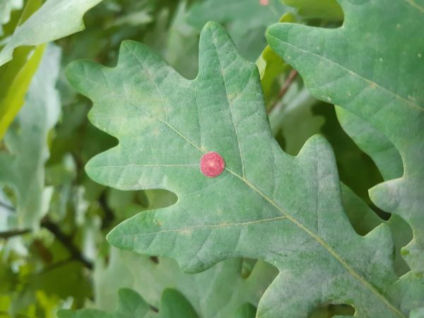 Hrčiarka Andricus albipes