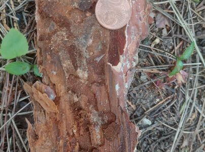 A - nejednoznačne určen&yacute;, nie sme si ist&iacute;