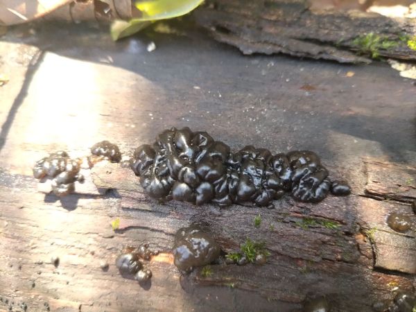 Tmavor&ocirc;solovec mozgovit&yacute;