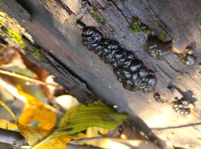 Tmavor&ocirc;solovec mozgovit&yacute;