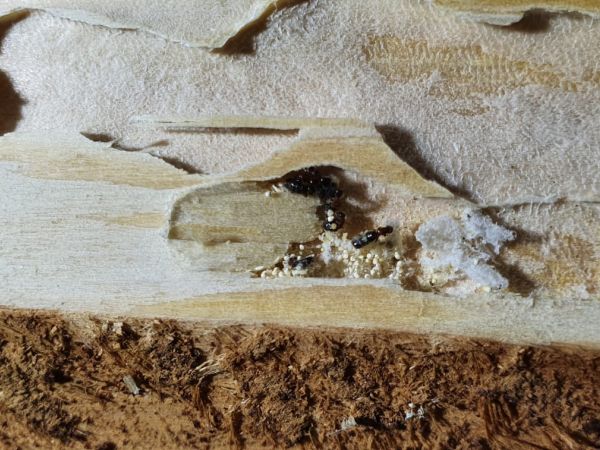 Fuz&aacute;č fialov&yacute;