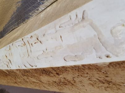 Fuz&aacute;č fialov&yacute;