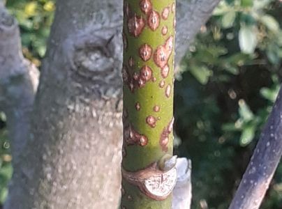 A - nejednoznačne určen&yacute;, nie sme si ist&iacute;