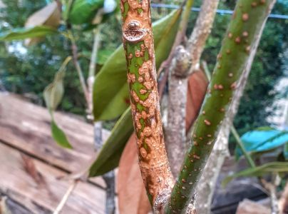 A - nejednoznačne určen&yacute;, nie sme si ist&iacute;