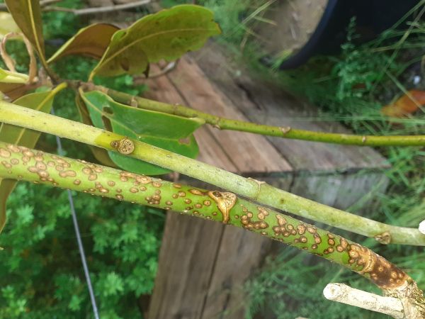 A - nejednoznačne určen&yacute;, nie sme si ist&iacute;