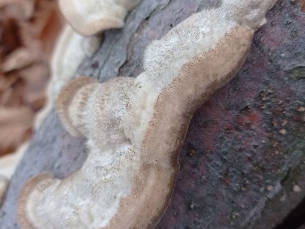 Tr&uacute;dnikovec chlpat&yacute;