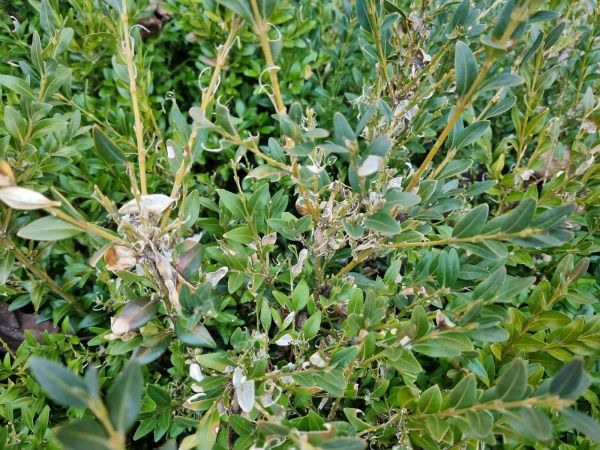 V&iacute;jačka kru&scaron;p&aacute;nov&aacute;