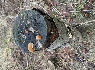 A - nie je v datab&aacute;ze