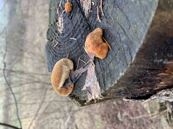 A - nie je v datab&aacute;ze