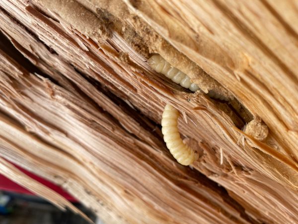 P&iacute;lovka veľk&aacute;