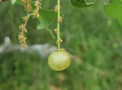 Hrčiarka Neuroterus quercusbaccarum