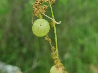 Hrčiarka Neuroterus quercusbaccarum