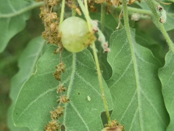 Hrčiarka Neuroterus quercusbaccarum