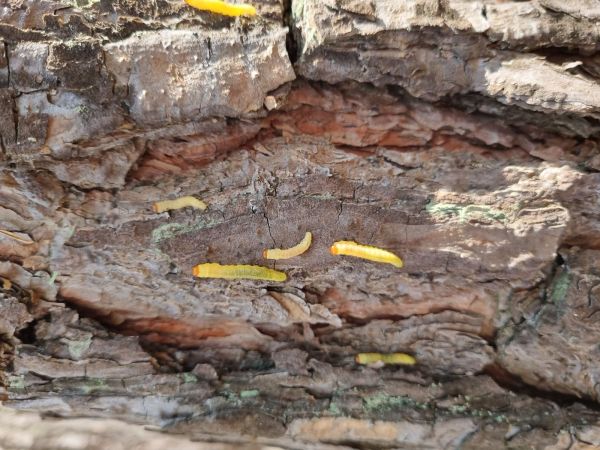 Hreben&aacute;rka borovicov&aacute; 