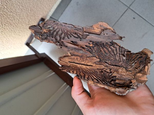 Lykožr&uacute;t smrekov&yacute;