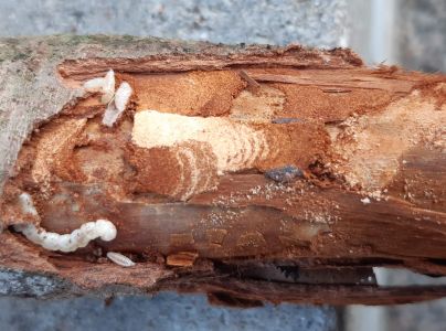 Krasoň borievkov&yacute;