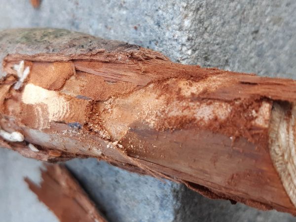 Krasoň borievkov&yacute;