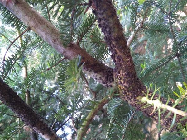 Medovnica Cinara curvipes