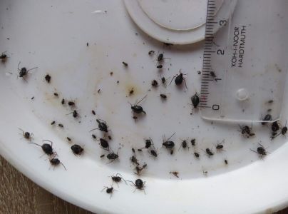 Medovnica Cinara curvipes