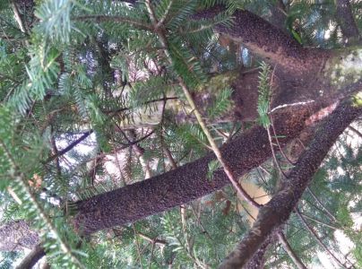 Medovnica Cinara curvipes