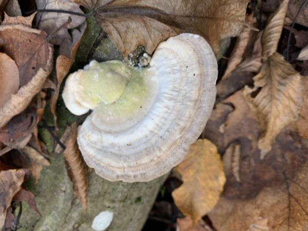 Tr&uacute;dnikovec hrbat&yacute;