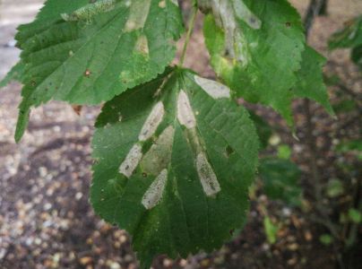 Plosk&aacute;čik lipov&yacute;