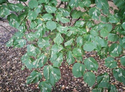 Plosk&aacute;čik lipov&yacute;