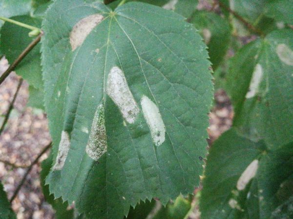 Plosk&aacute;čik lipov&yacute;