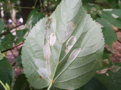 Plosk&aacute;čik lipov&yacute;