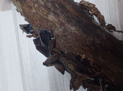 Uchovka bazov&aacute;