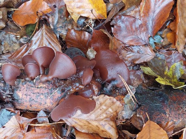 Uchovka bazov&aacute;