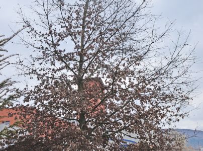 Hrčiarka Dryomyia circinans