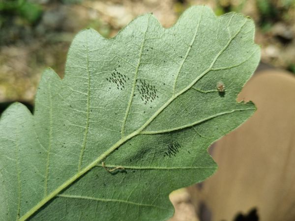 Sietnička dubov&aacute;