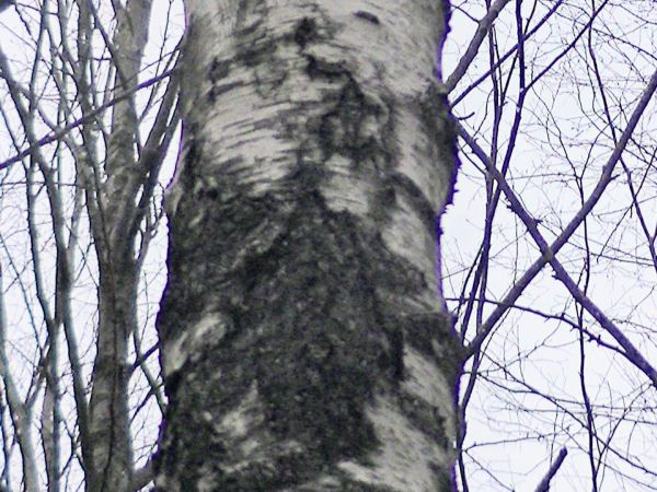 Ry&scaron;avec &scaron;ikm&yacute;