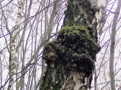 Ry&scaron;avec &scaron;ikm&yacute;