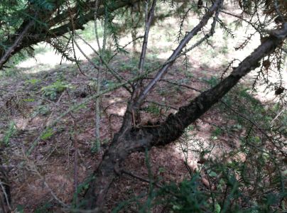 Hrdzavka hru&scaron;kov&aacute;