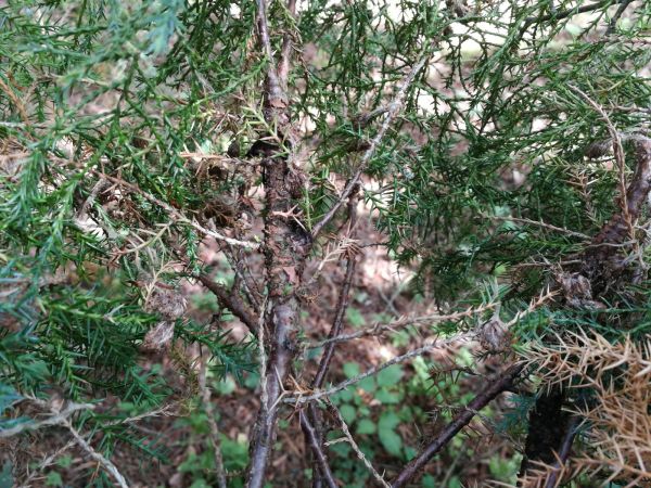 Hrdzavka hru&scaron;kov&aacute;