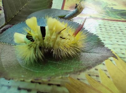 &Scaron;tetinavec orechov&yacute; 