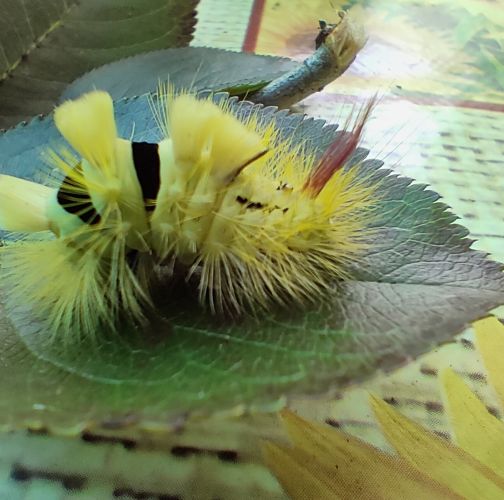 Simona Zálešáková