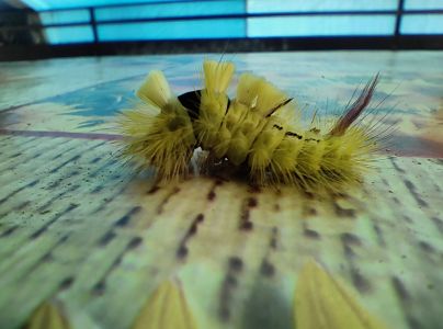 &Scaron;tetinavec orechov&yacute; 