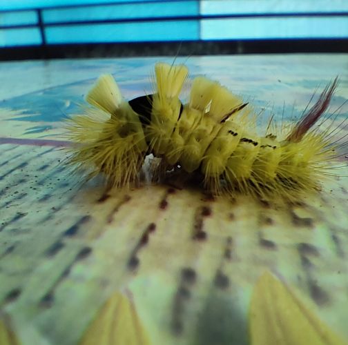 Simona Zálešáková