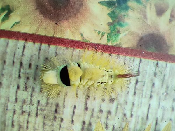 &Scaron;tetinavec orechov&yacute; 