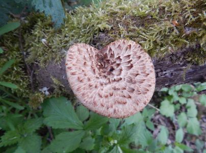 Tr&uacute;dnik &scaron;upinat&yacute;