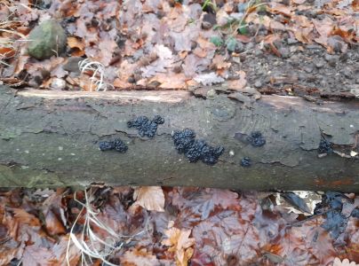 Tmavor&ocirc;solovec mozgovit&yacute;