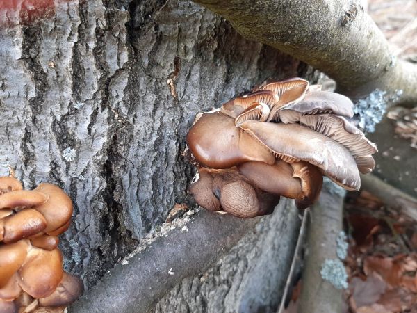 Hliva ustricovit&aacute;