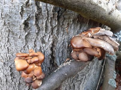 Hliva ustricovit&aacute;