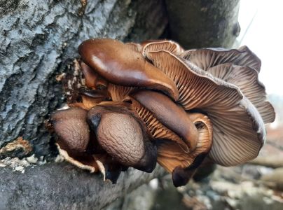 Hliva ustricovit&aacute;