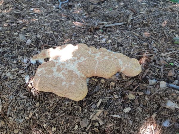 A - nie je v datab&aacute;ze