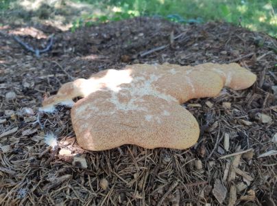 A - nie je v datab&aacute;ze