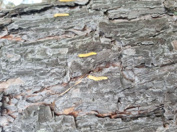 Hreben&aacute;rka borovicov&aacute; 